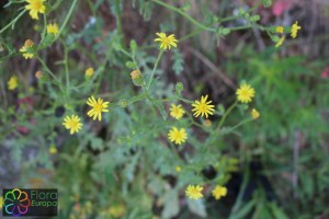 Senecio viscosus (1)